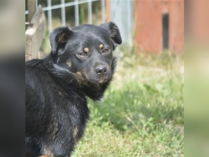 „Kajko“, ca. 2022 geboren, noch sehr zurückhaltend und ruhig, braucht Menschen mit Hundeverstand