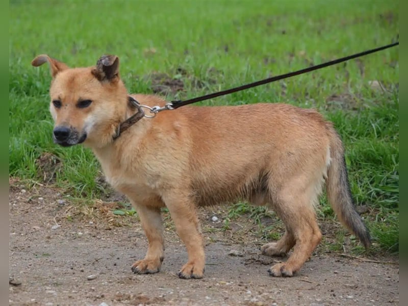 „Wagner“, ein kleiner treuer Freund für’s Leben. Sehr lieb, sanft, ruhig und verschmust.