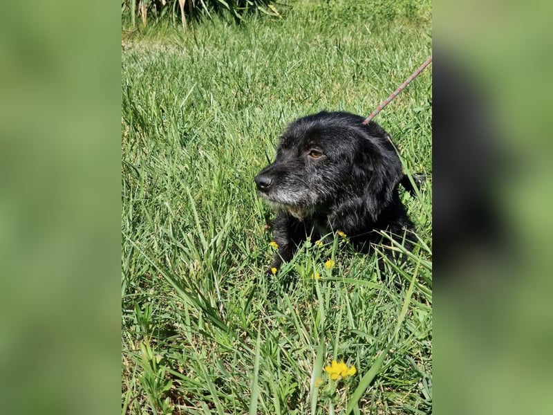 Kleiner, aufgeweckter und verträglicher Mixrüde BLACKY (III) sucht ein Zuhause. Sehr lieb und agil,