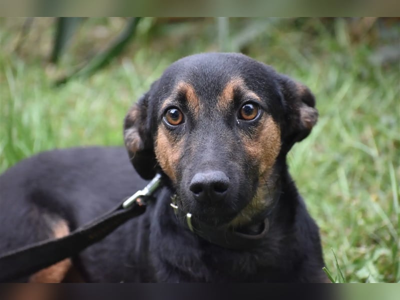 Kleine, noch zurückhaltende Hündin „Gerti“, ca. 2023 geboren, sucht ein liebes Zuhause