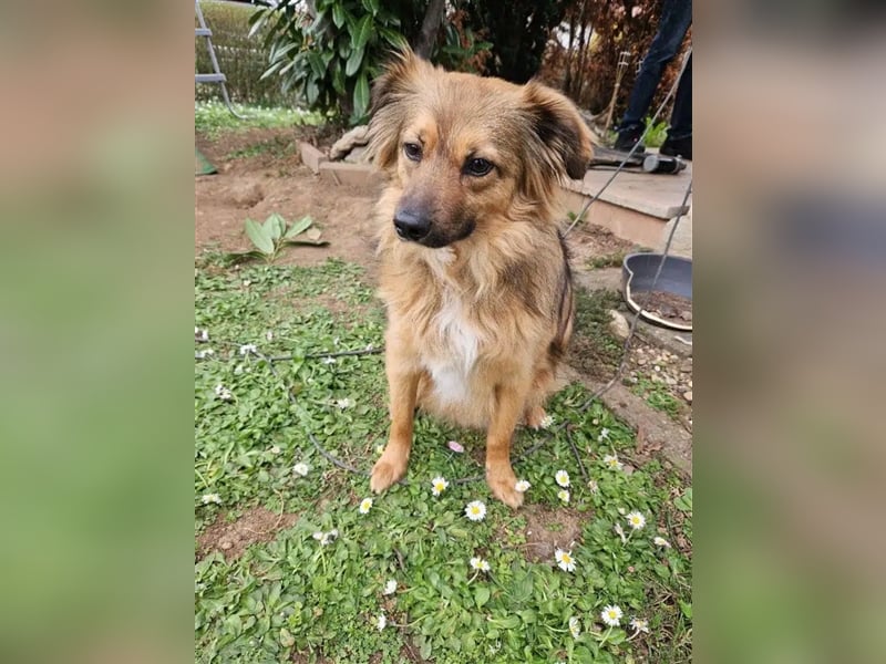 Kleiner, lieber und agiler Mischlingsrüde „SAMMY“, geb. 2022, gut verträglich, sucht aktives Zuhause