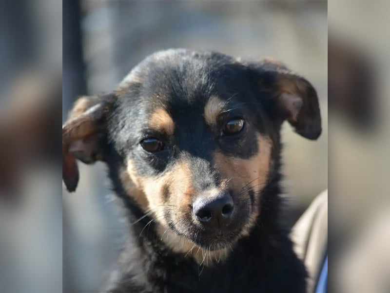 Sehr liebe und verträgliche Hündin „Charleen“, geb. 2022