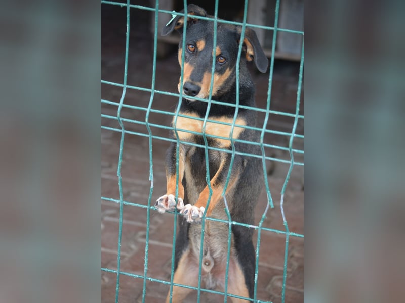 Kleiner, lieber Mischlingsrüde „Otti“, ca. 2023 geboren, gut verträglich