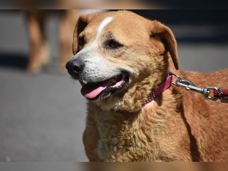 Kleine, liebe Hündin EMMY (ca. 06.2016 geboren), verträglich, sucht ein kleines Körbchen)