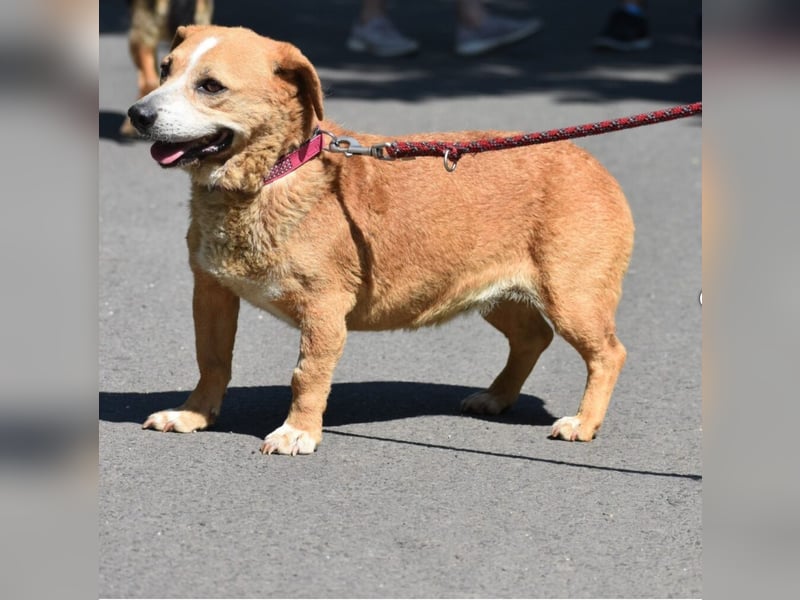 Kleine, liebe Hündin EMMY (ca. 06.2016 geboren), verträglich, sucht ein kleines Körbchen)