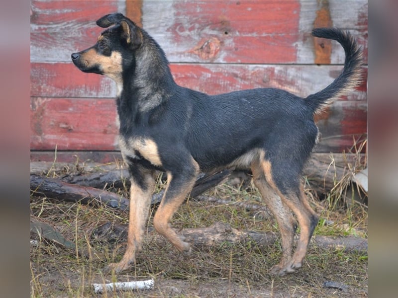 Sehr liebe und verträgliche Hündin „Charleen“, geb. 2022