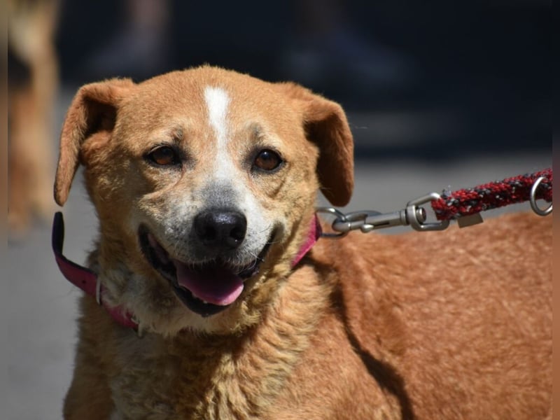 Kleine, liebe Hündin EMMY (ca. 06.2016 geboren), verträglich, sucht ein kleines Körbchen)
