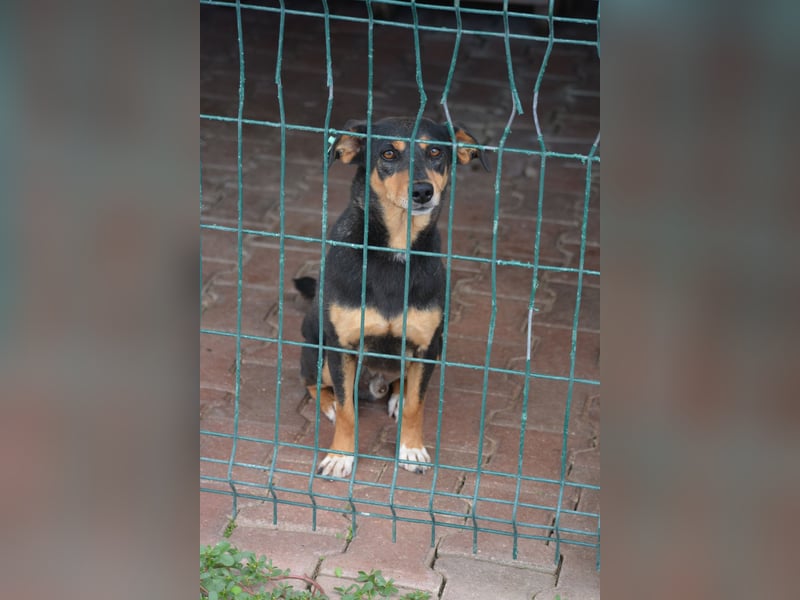 Kleiner, lieber Mischlingsrüde „Otti“, ca. 2023 geboren, gut verträglich