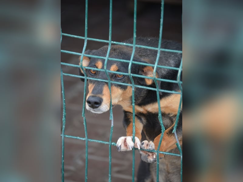 Kleiner, lieber Mischlingsrüde „Otti“, ca. 2023 geboren, gut verträglich