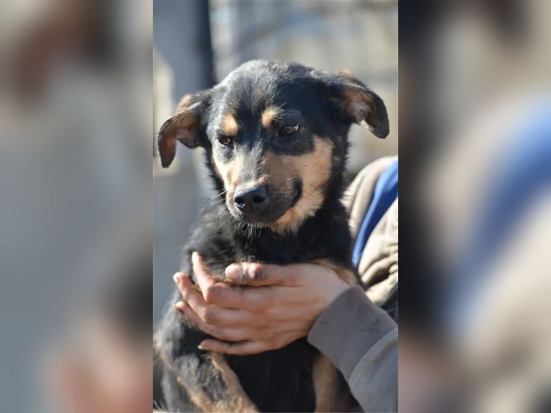 Sehr liebe und verträgliche Hündin „Charleen“, geb. 2022