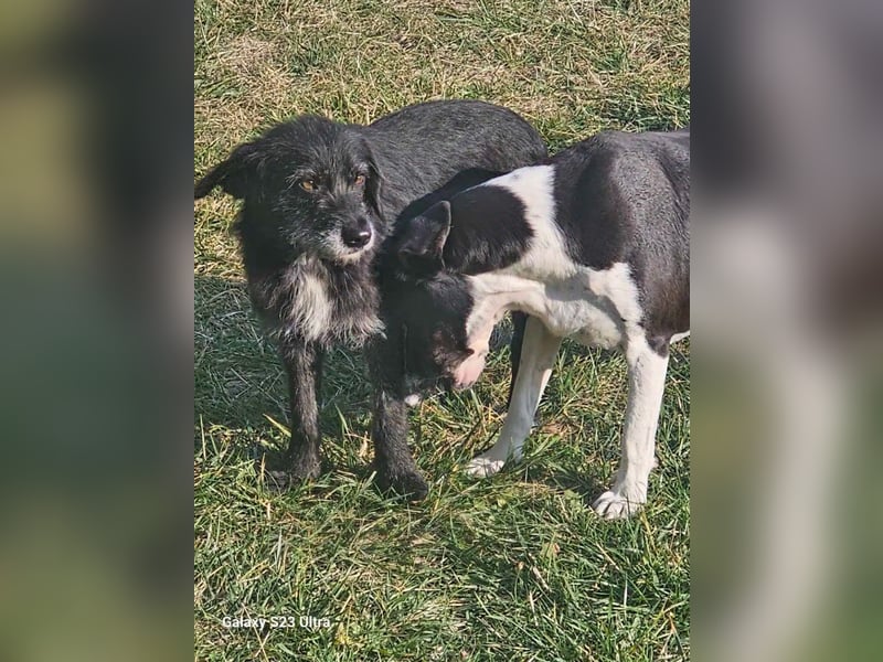 Kleiner, aufgeweckter und verträglicher Mixrüde BLACKY (III) sucht ein Zuhause. Sehr lieb und agil,