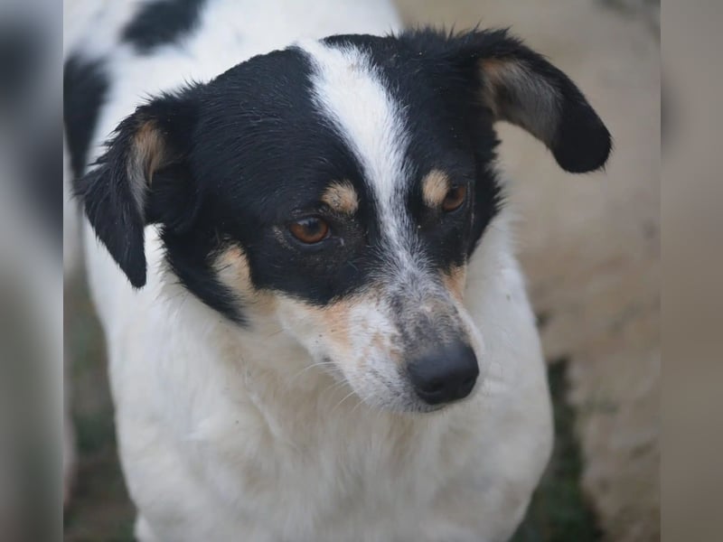 Kleine Mischlingshündin „Monika“, ca. 2022/2023 geboren, gut verträglich, noch etwas schüchtern