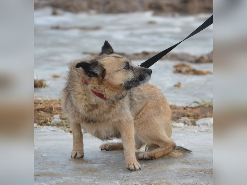 RESERV -Kleine noch ängstliche Hündin DUNIA sucht stabiles Zuhause. Ca. 2019 geboren, ca. 30 cm groß