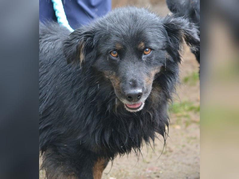 RESERVIERT - MONTI, ca. 2019 geboren, kleiner Mischling, sein Besitzer ist verstorben