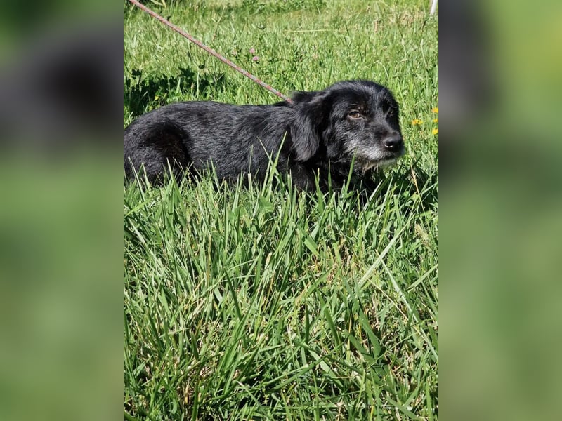 Kleiner, aufgeweckter und verträglicher Mixrüde BLACKY (III) sucht ein Zuhause. Sehr lieb und agil,