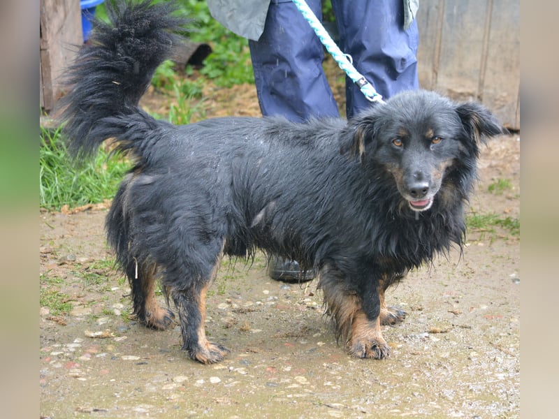 RESERVIERT - MONTI, ca. 2019 geboren, kleiner Mischling, sein Besitzer ist verstorben