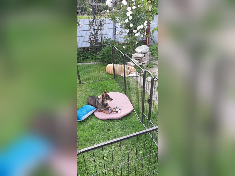 Kara liebe, fröhliche Hündin mit Handicap sucht dringend ihr Zuhause