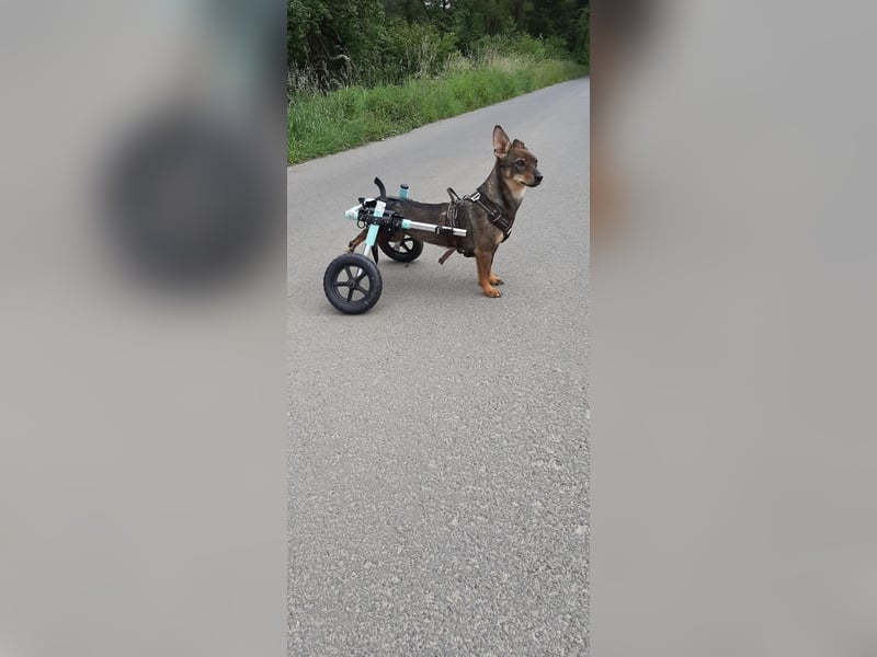 KARA ist fröhlich, aktiv und genießt ihre Freiheit