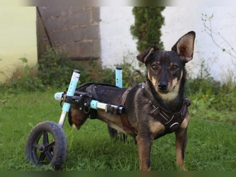Kara liebe, fröhliche Hündin mit Handicap sucht dringend ihr Zuhause