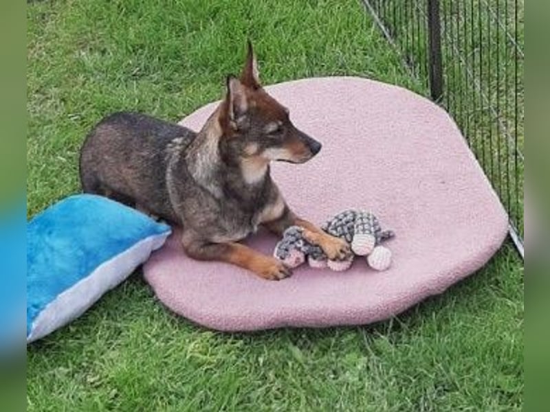 KARA ist fröhlich, aktiv und genießt ihre Freiheit