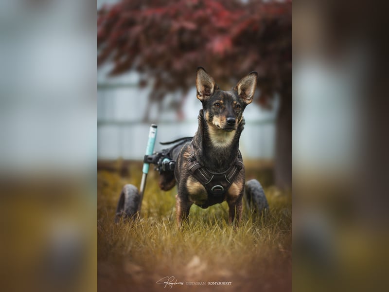 KARA ist fröhlich, aktiv und genießt ihre Freiheit