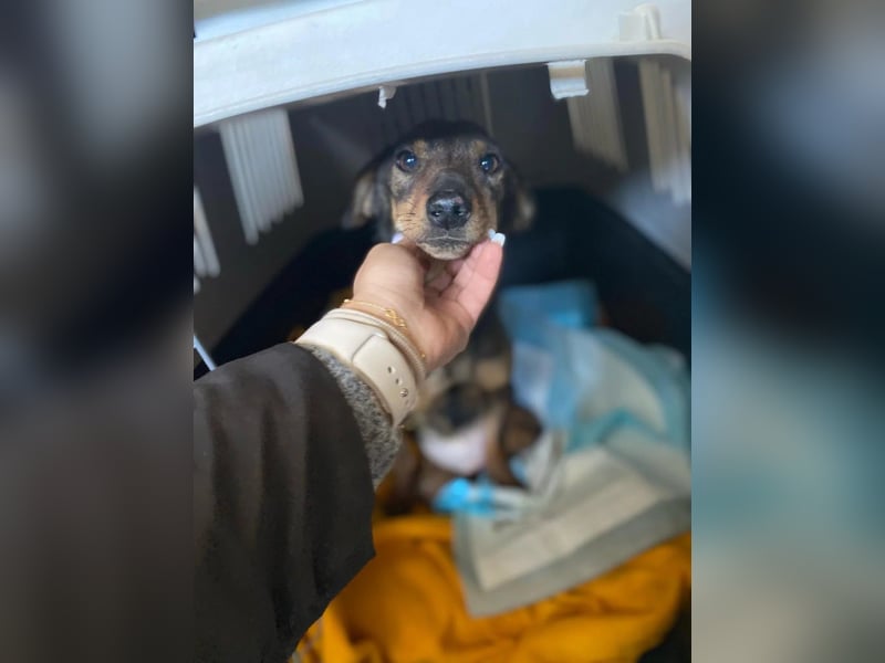 KARA ist fröhlich, aktiv und genießt ihre Freiheit