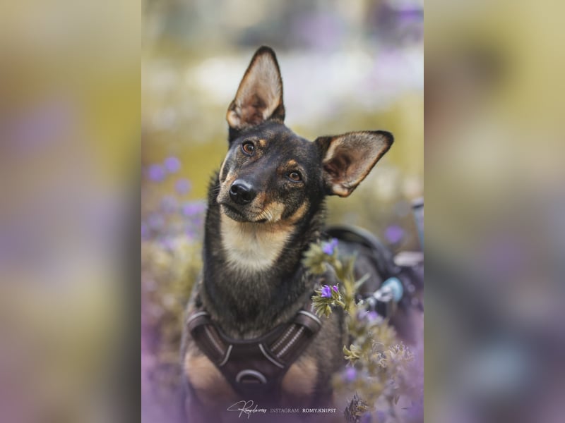 KARA ist fröhlich, aktiv und genießt ihre Freiheit