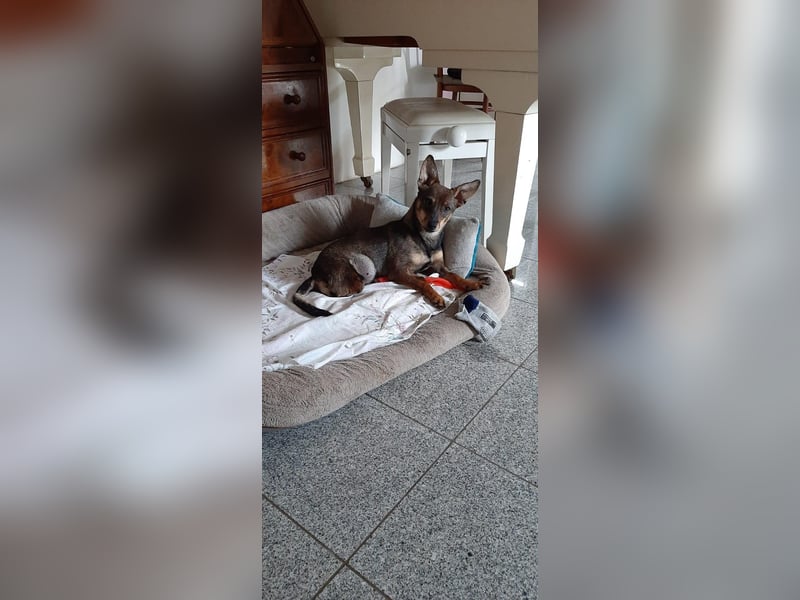 KARA ist fröhlich, aktiv und genießt ihre Freiheit