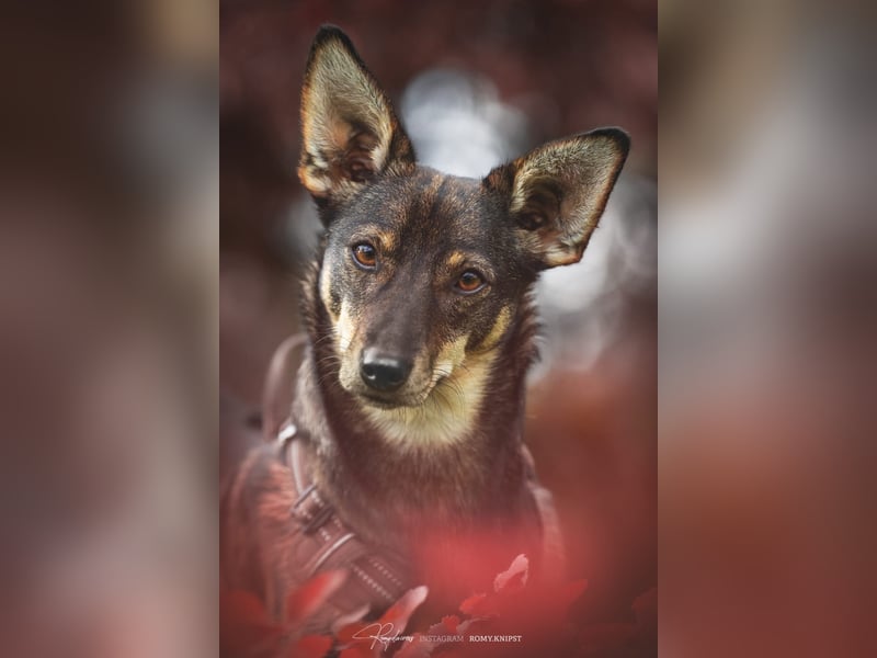 KARA ist fröhlich, aktiv und genießt ihre Freiheit