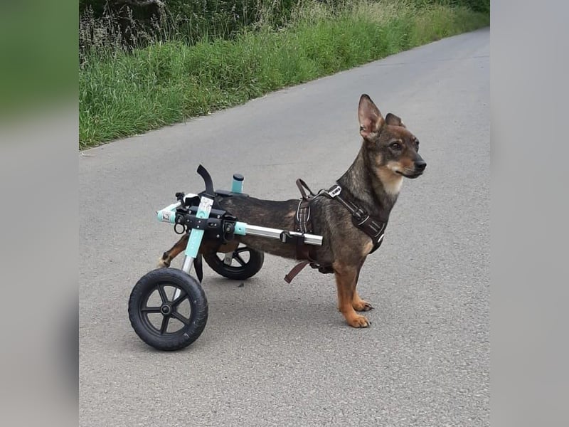 Kara liebe, fröhliche Hündin mit Handicap sucht dringend ihr Zuhause
