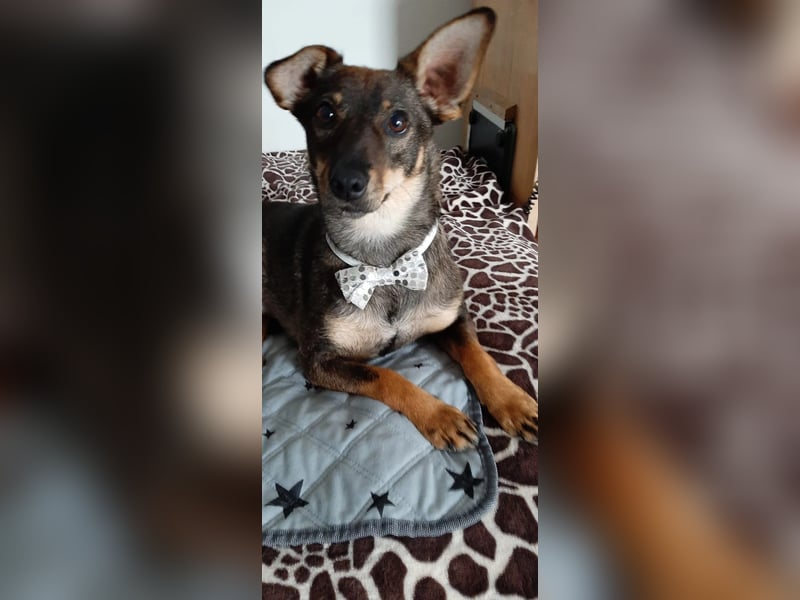 KARA ist fröhlich, aktiv und genießt ihre Freiheit