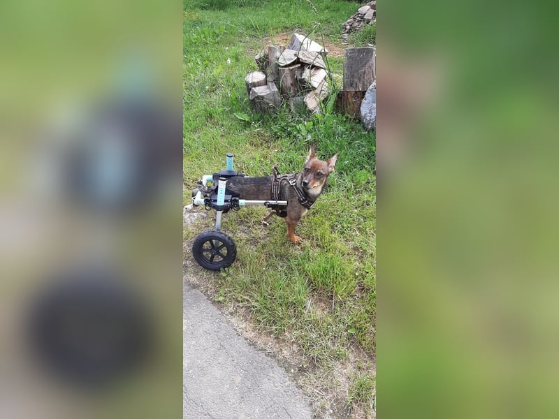 KARA ist fröhlich, aktiv und genießt ihre Freiheit