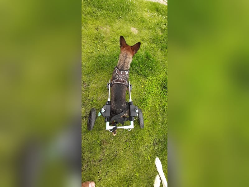 KARA ist fröhlich, aktiv und genießt ihre Freiheit