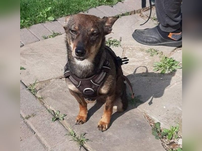 Kara liebe, fröhliche Hündin mit Handicap sucht dringend ihr Zuhause