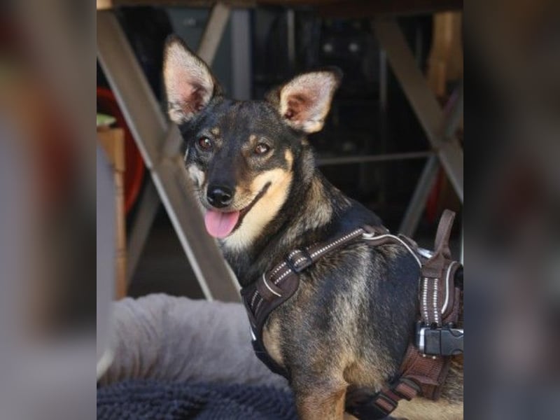 Kara liebe, fröhliche Hündin mit Handicap sucht dringend ihr Zuhause