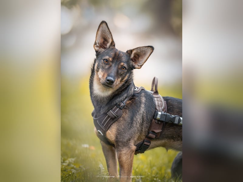 KARA ist fröhlich, aktiv und genießt ihre Freiheit