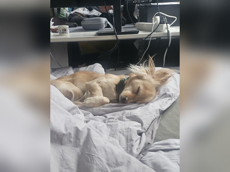 Kleiner Rüde MIO sucht ruhiges Zuhause!