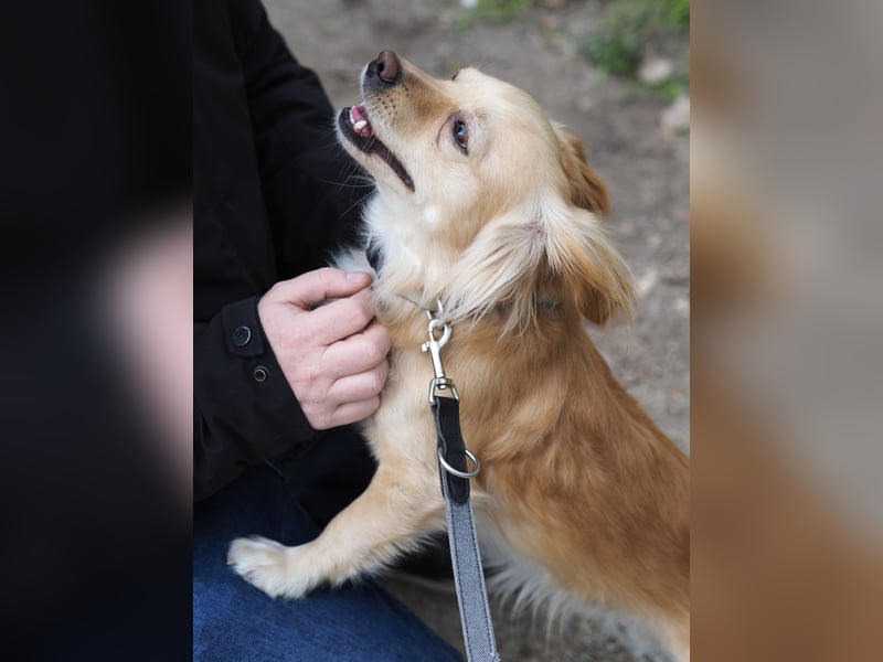 Kleiner Rüde MIO sucht ruhiges Zuhause!