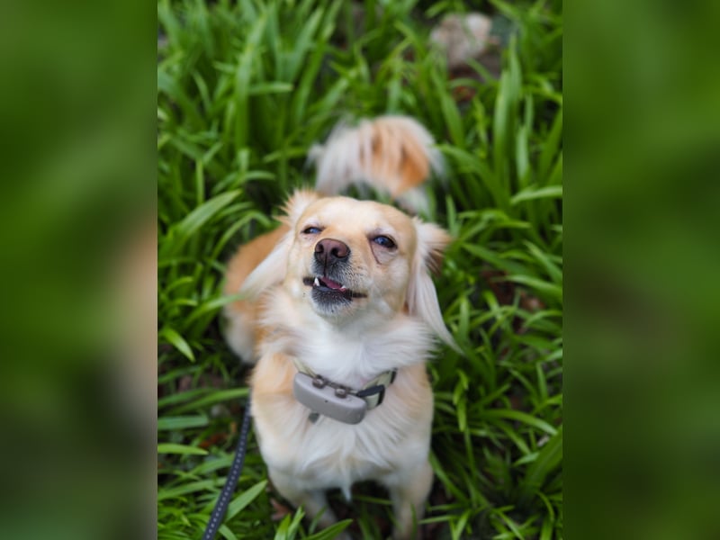 Kleiner Rüde MIO sucht ruhiges Zuhause!