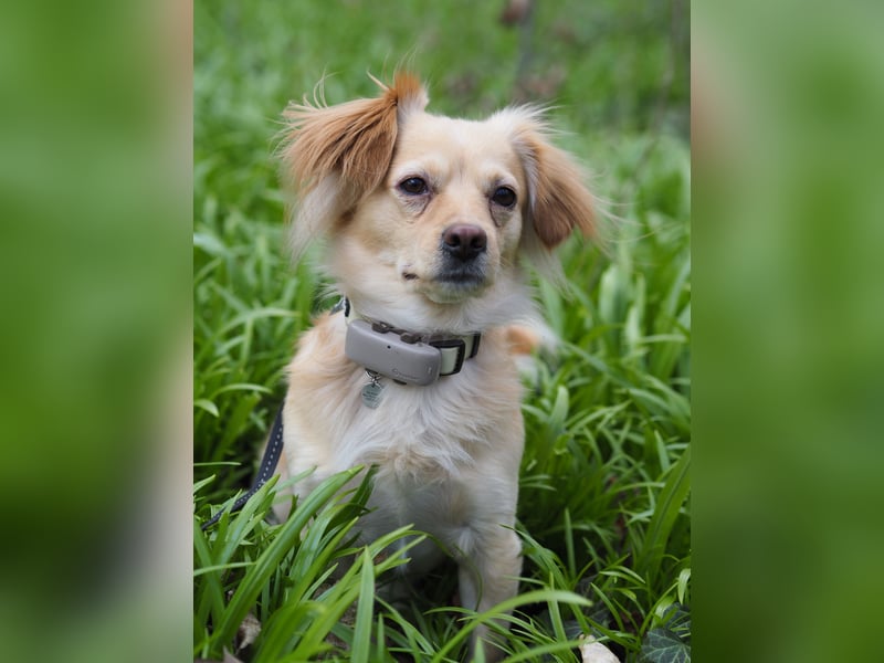 Kleiner Rüde MIO sucht ruhiges Zuhause!