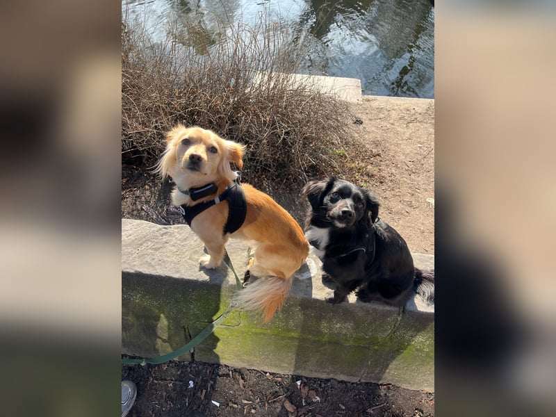 Kleiner Rüde MIO sucht ruhiges Zuhause!