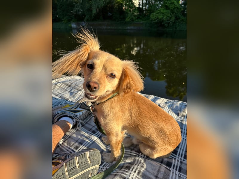 Kleiner Rüde MIO sucht ruhiges Zuhause!