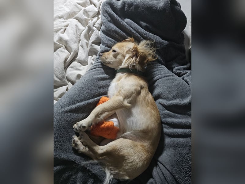 Kleiner Rüde MIO sucht ruhiges Zuhause!