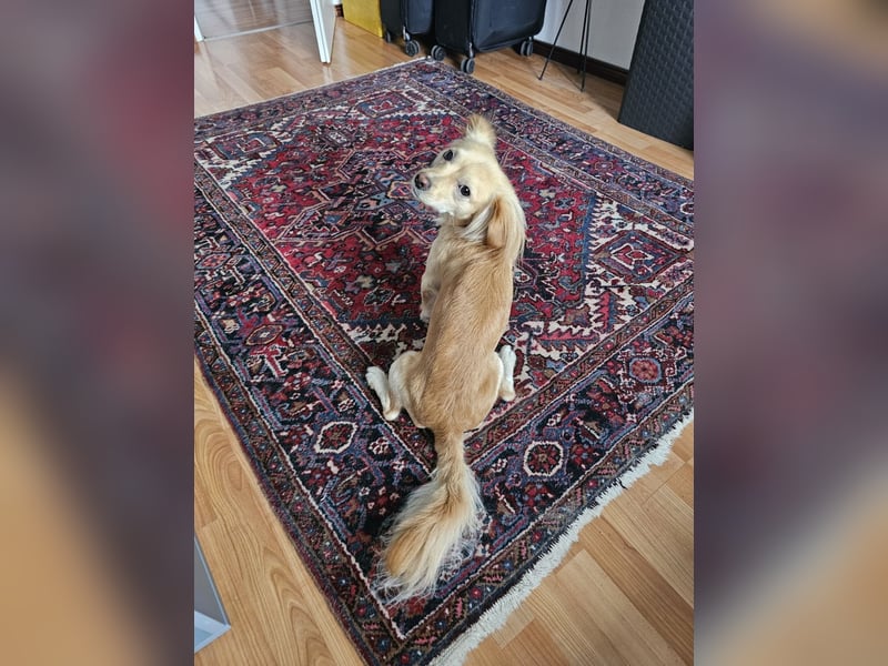 Kleiner Rüde MIO sucht ruhiges Zuhause!