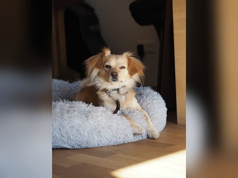 Kleiner Rüde MIO sucht ruhiges Zuhause!