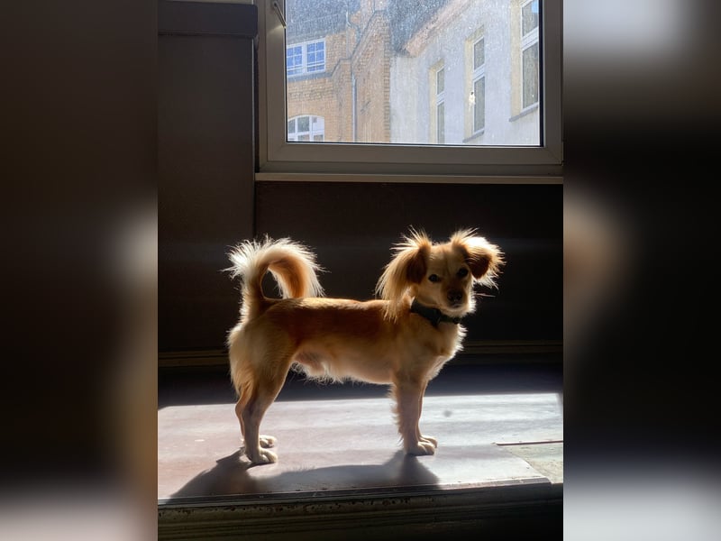 Kleiner Rüde MIO sucht ruhiges Zuhause!