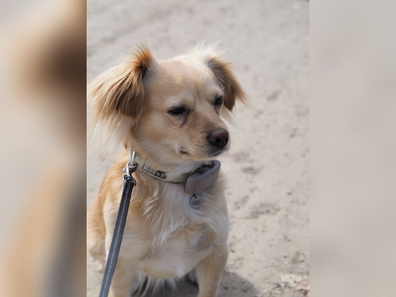 Kleiner Rüde MIO sucht ruhiges Zuhause!