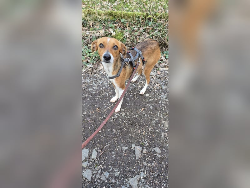 Sanfte Danica sucht ihr Körbchen