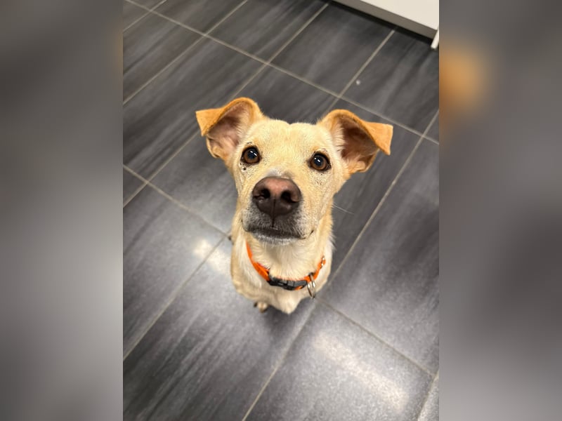 Goldiger Chop auf Körbchensuche