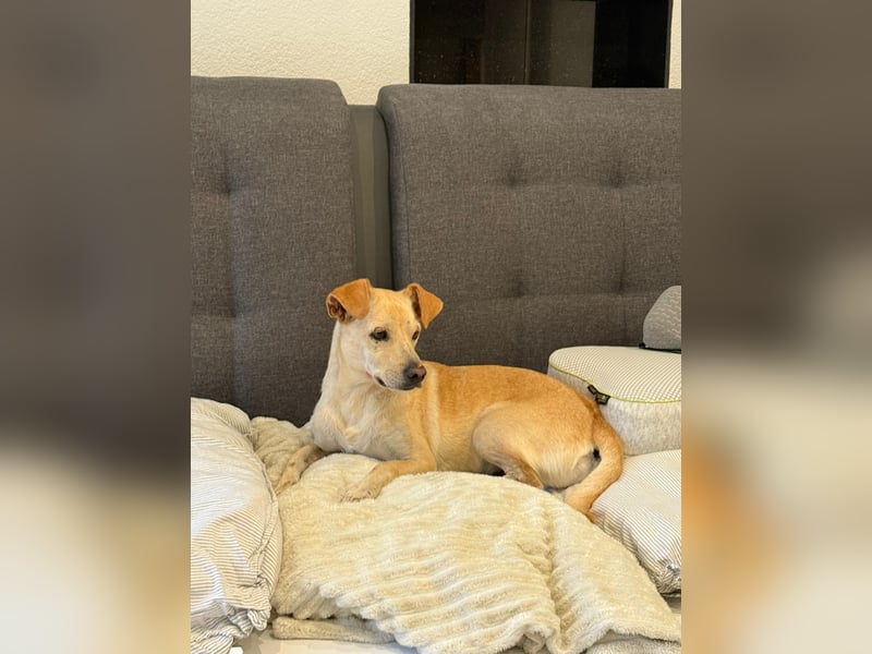 Goldiger Chop auf Körbchensuche